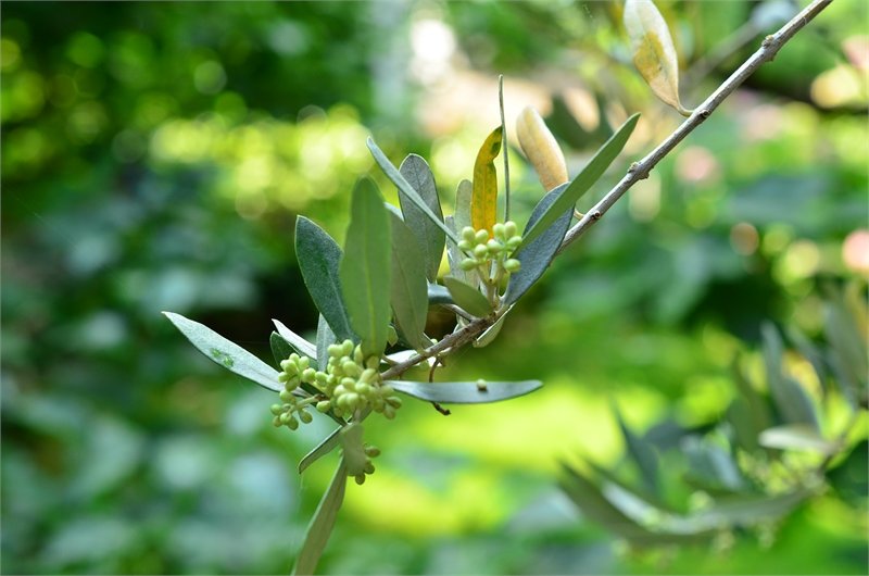 Гостевой дом Inn Zolotoj bereg Солнечногорское