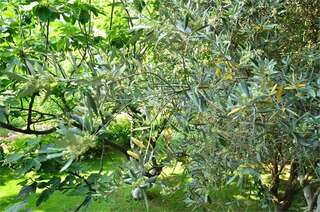 Гостевой дом Inn Zolotoj bereg Солнечногорское Номер-студио-7